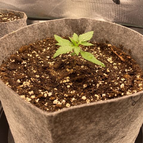 Don Orion growlog timeline photo