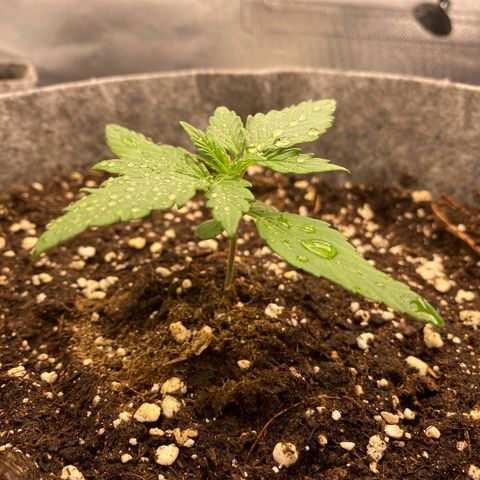 Don Orion growlog timeline photo