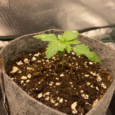 Late Queen #1 growlog timeline photo