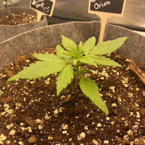 Don Orion growlog timeline photo