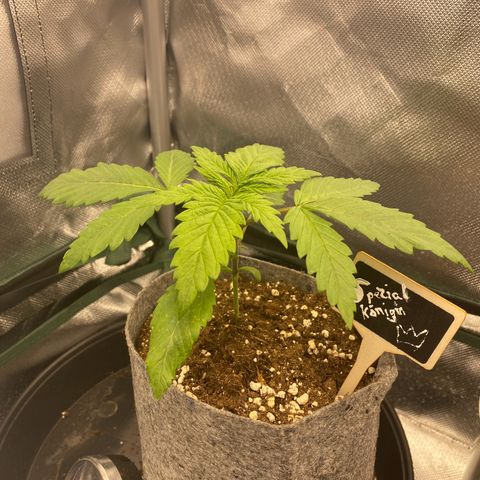 Early Queen #1 growlog timeline photo