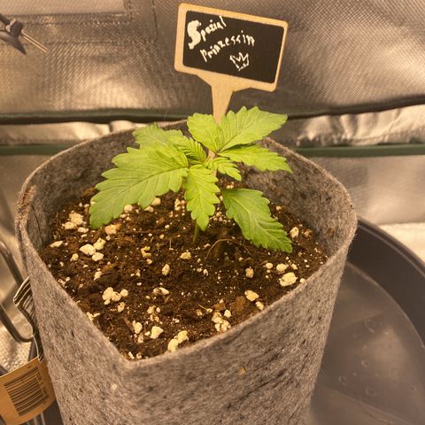 Late Queen #1 growlog timeline photo