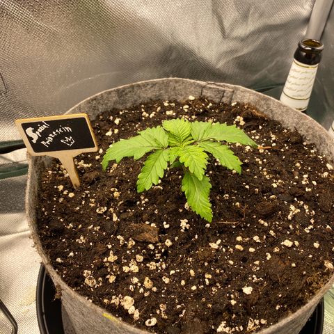 Late Queen #1 growlog timeline photo