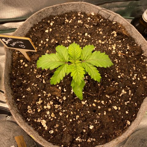 Late Queen #1 growlog timeline photo