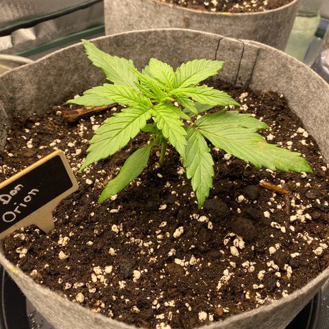 Don Orion growlog timeline photo