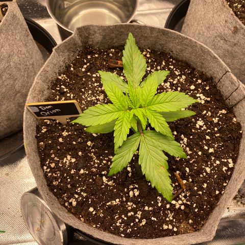 Don Orion growlog timeline photo