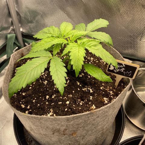 Early Queen #1 growlog timeline photo