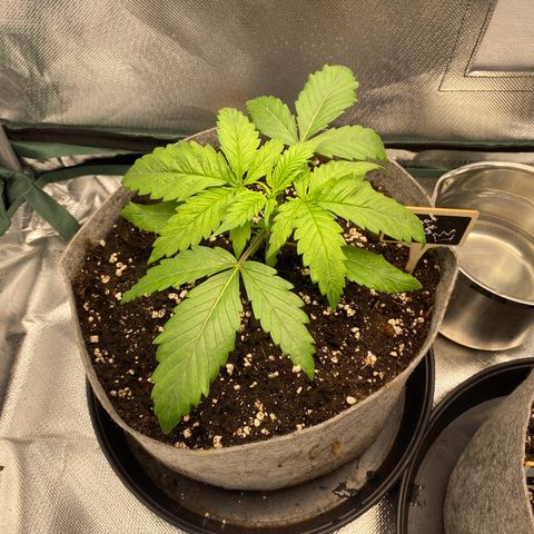 Early Queen #1 growlog timeline photo