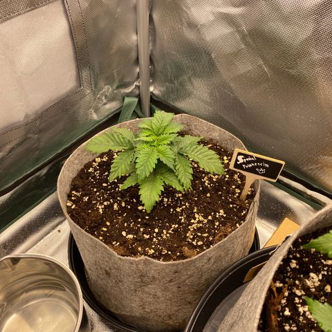 Late Queen #1 growlog timeline photo
