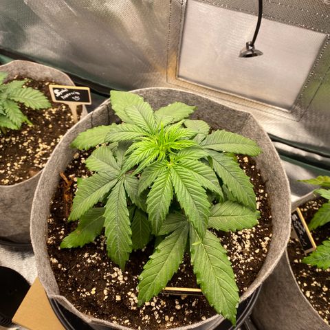 Don Orion growlog timeline photo