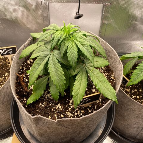 Don Orion growlog timeline photo