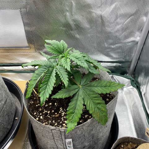Early Queen #1 growlog timeline photo