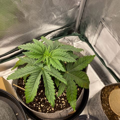 Early Queen #1 growlog timeline photo