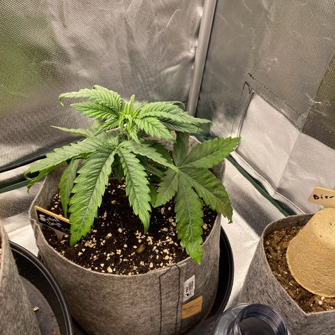 Early Queen #1 growlog timeline photo