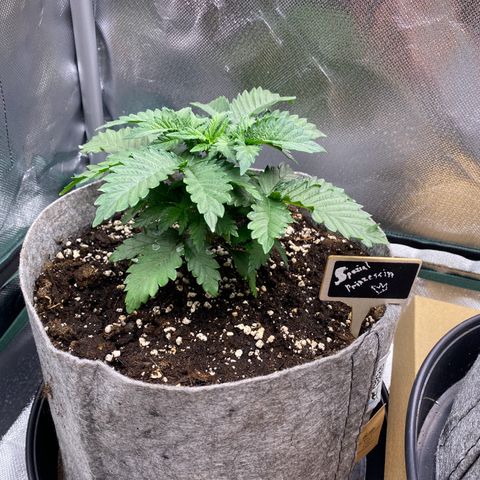Late Queen #1 growlog timeline photo