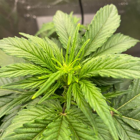 Don Orion growlog timeline photo