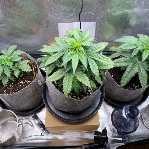 Don Orion growlog timeline photo