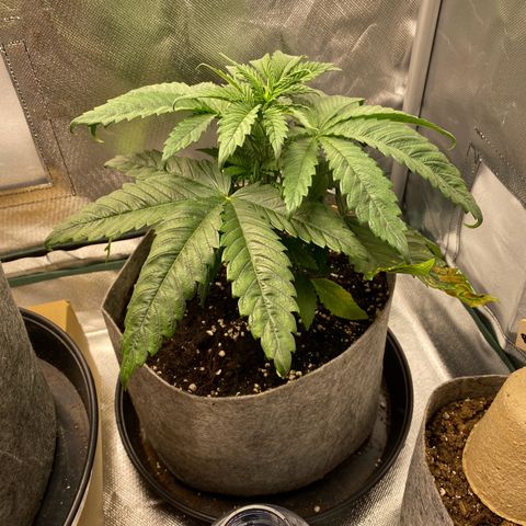 Early Queen #1 growlog timeline photo