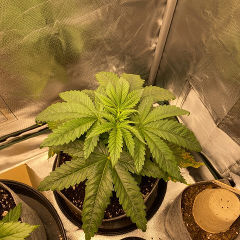 Early Queen #1 growlog timeline photo