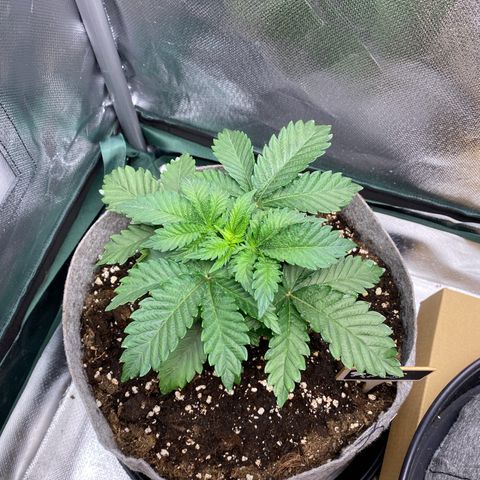 Late Queen #1 growlog timeline photo