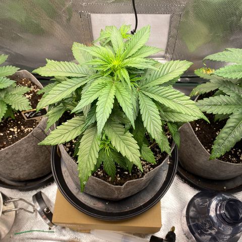 Don Orion growlog timeline photo
