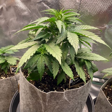 Don Orion growlog timeline photo