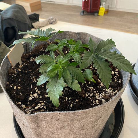Late Queen #1 growlog timeline photo