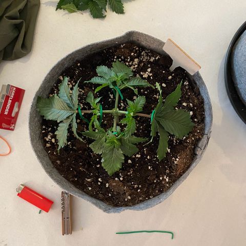 Late Queen #1 growlog timeline photo