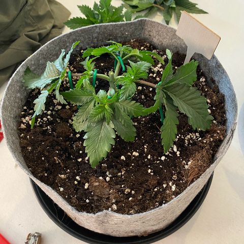 Late Queen #1 growlog timeline photo