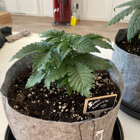 Late Queen #1 growlog timeline photo