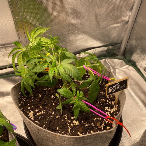 Early Queen #1 growlog timeline photo