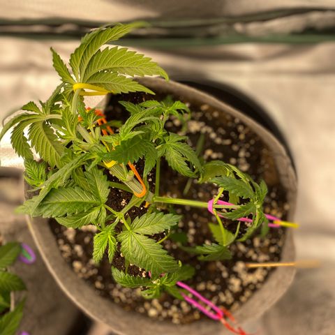 Early Queen #1 growlog timeline photo