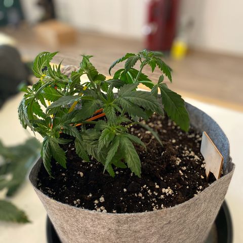 Early Queen #1 growlog timeline photo