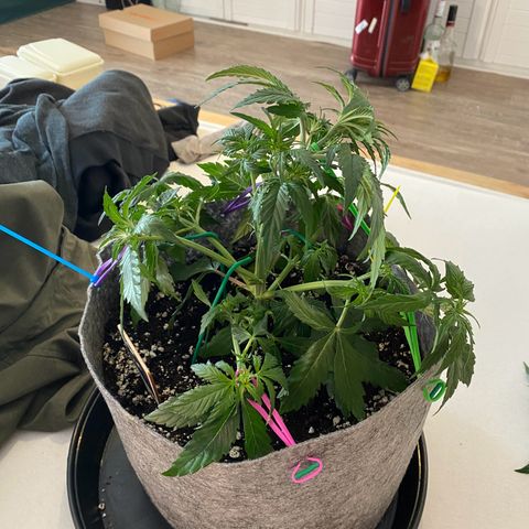 Don Orion growlog timeline photo