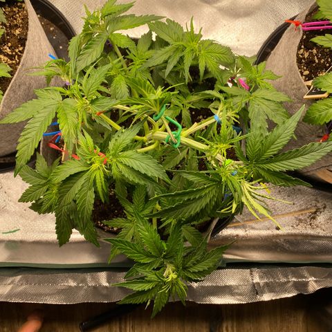 Don Orion growlog timeline photo