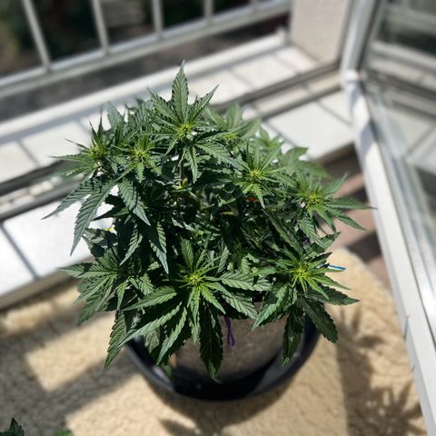 Don Orion growlog timeline photo
