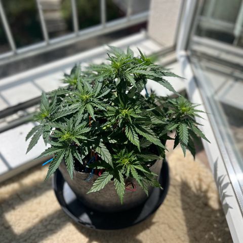 Don Orion growlog timeline photo