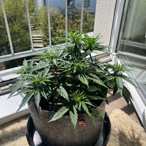 Don Orion growlog timeline photo