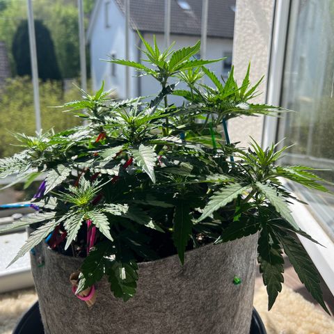 Don Orion growlog timeline photo