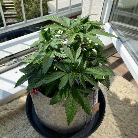 Early Queen #1 growlog timeline photo