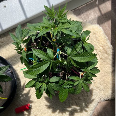 Early Queen #1 growlog timeline photo