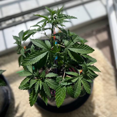 Early Queen #1 growlog timeline photo