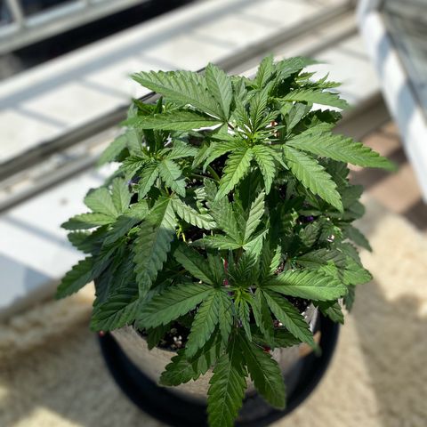 Early Queen #1 growlog timeline photo