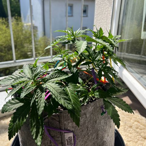 Early Queen #1 growlog timeline photo