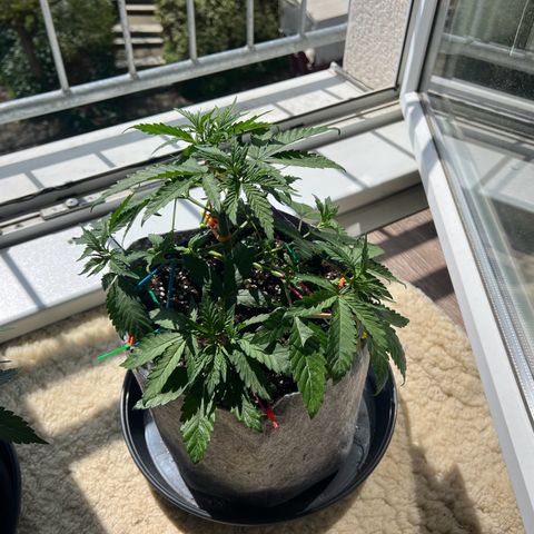 Early Queen #1 growlog timeline photo