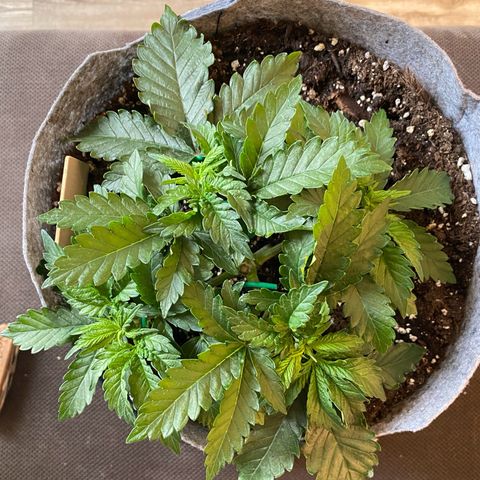 Late Queen #1 growlog timeline photo