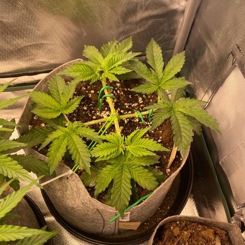 Late Queen #1 growlog timeline photo