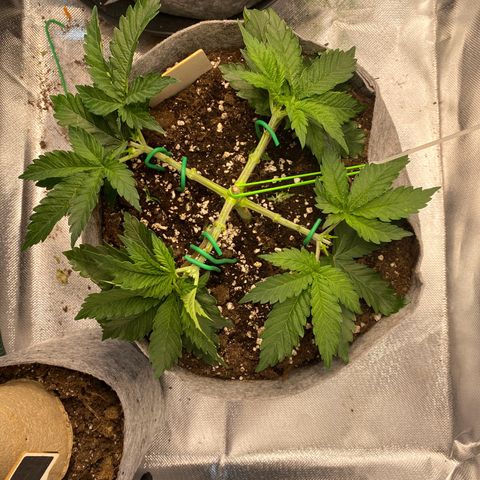 Late Queen #1 growlog timeline photo