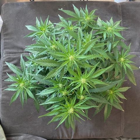 Don Orion growlog timeline photo