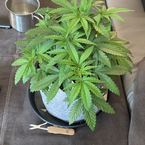 Early Queen #1 growlog timeline photo